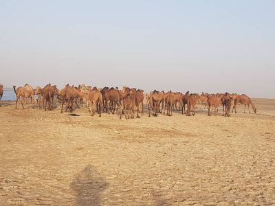 دام های پلاک کوبی نشده بستر تالاب هامون، دام قاچاق محسوب می شود/ دستگاه متولی می تواند نسبت به توقیف دام ها اقدام کند