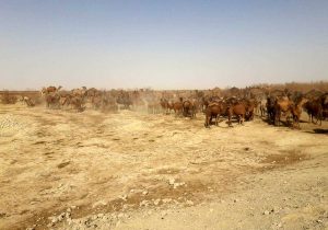 ترک فعل مدیرکل محیط زیست سیستان و بلوچستان در خصوص عدم قرق تالاب هامون بررسی شود / دادستان مکلف به پیگیری حقوق عامه است