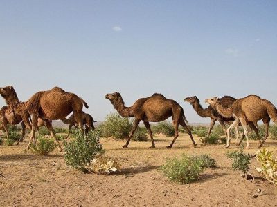 تالاب خشکیده هامون زیر سُم شتران